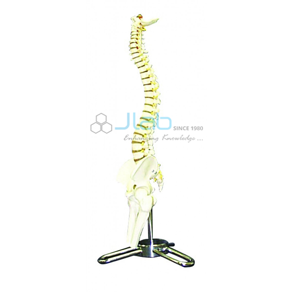 Human Spinal Column
