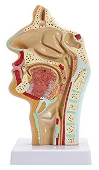 Human Nose (Nasal Throat Anatomy) Model