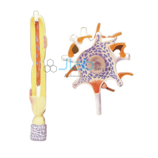 Neuron
