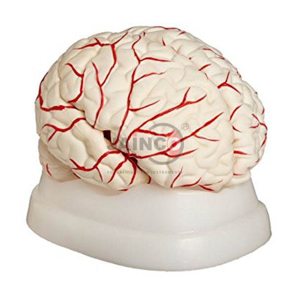 Human Brain Model