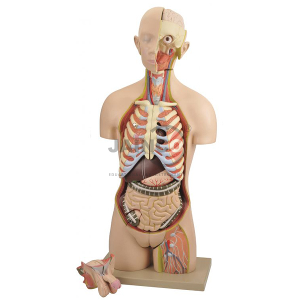 Torso Interchangeable Sex Organs Model