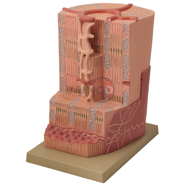 Human Heart Muscle Model