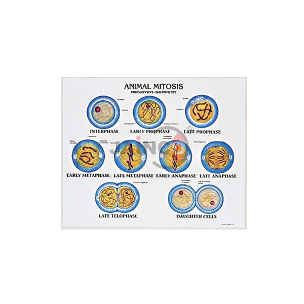 Animal Mitosis Model