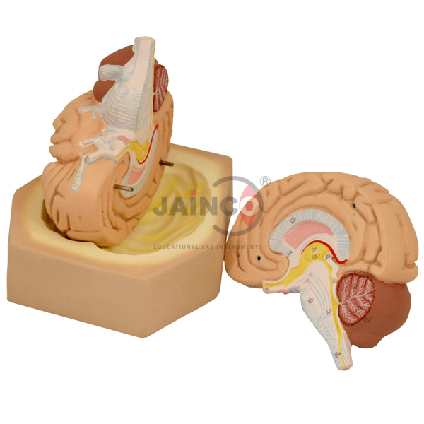 Brain Model 2 part Life size