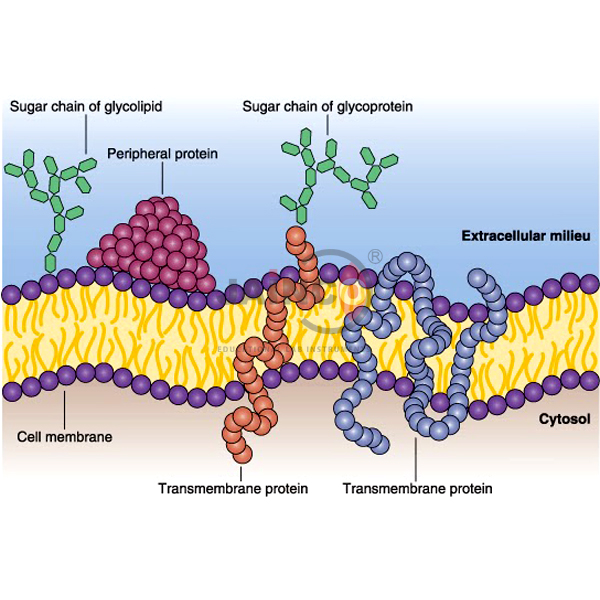 Unit Membrane Model