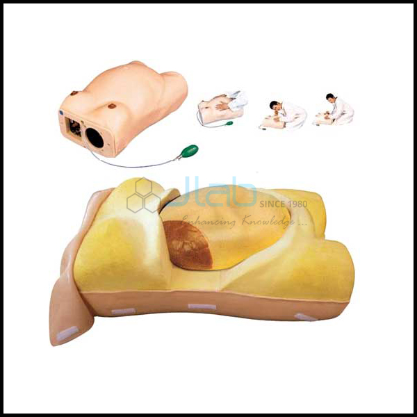 Maternity Examination Model