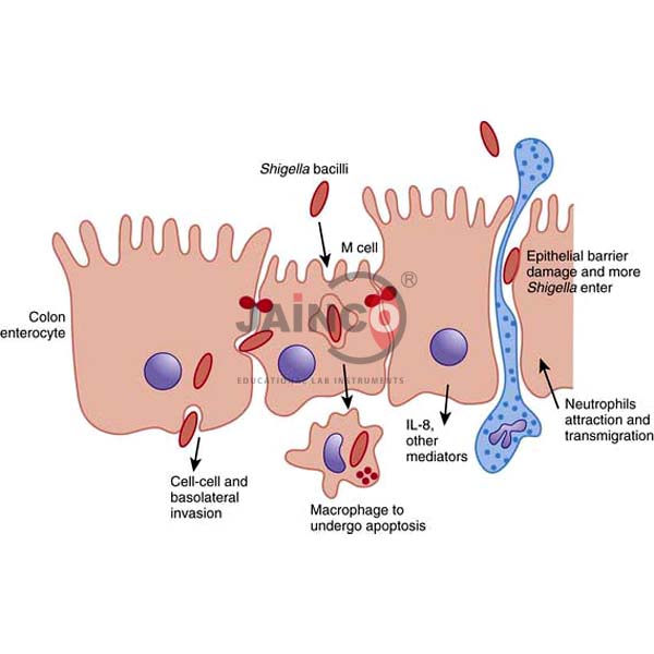 Mechanism of Shigella Infection Model