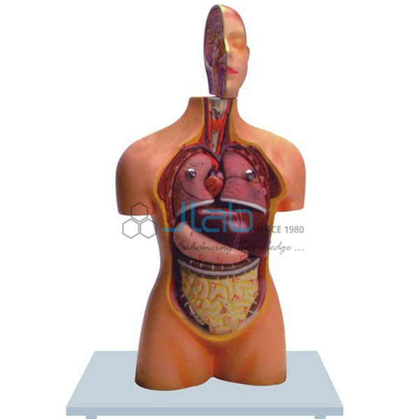 Torso Half Size with Head