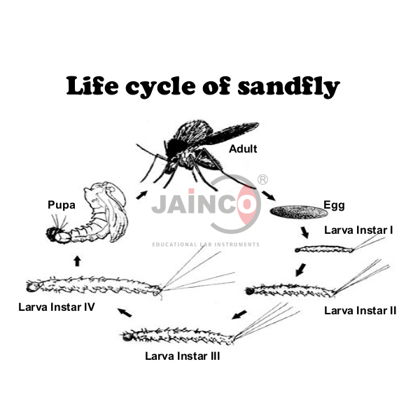 Sand Fly Life Cycle Model