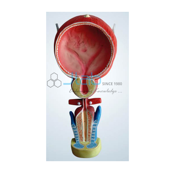 Human Bladder