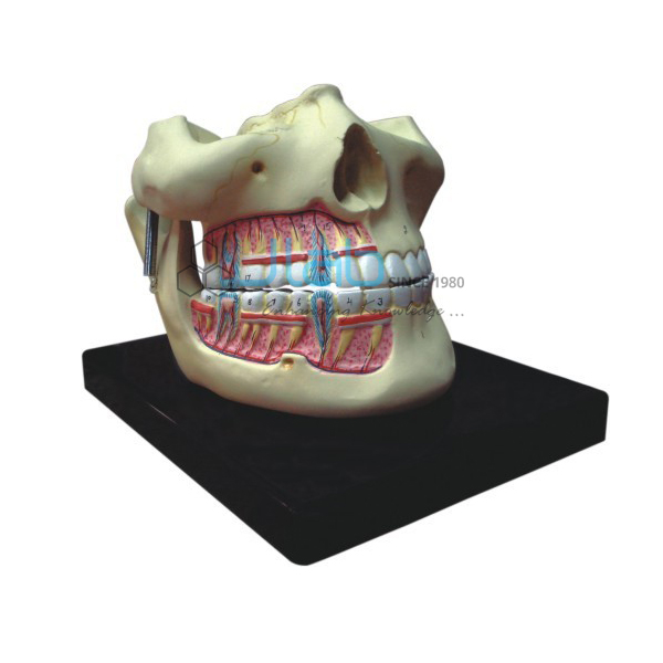 Upper and Lower Jaw