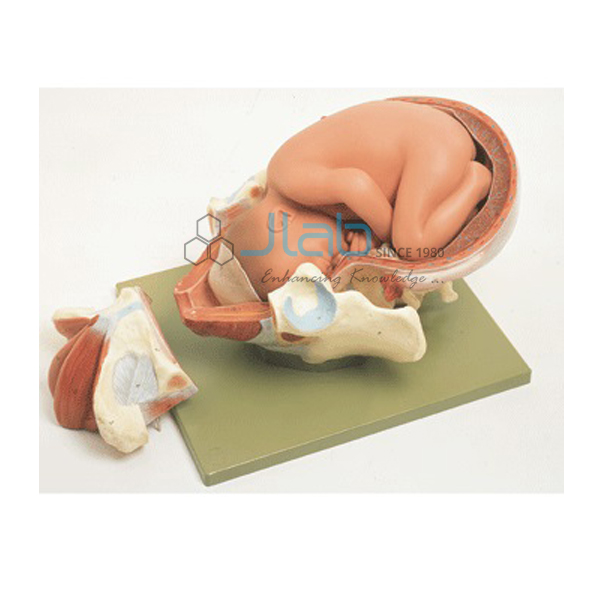 Child Birth Model