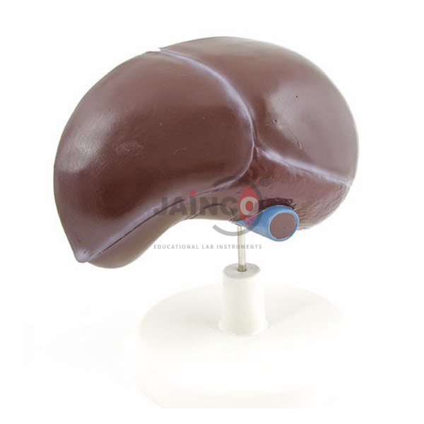 Human Liver Model