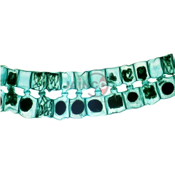 Introduction to Biology Prepared Slide