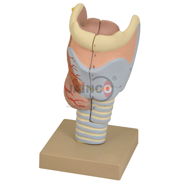 Larynx Model Full Size 2 parts