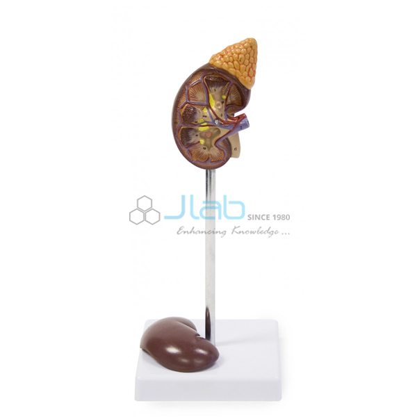 Life Size Kidney Model