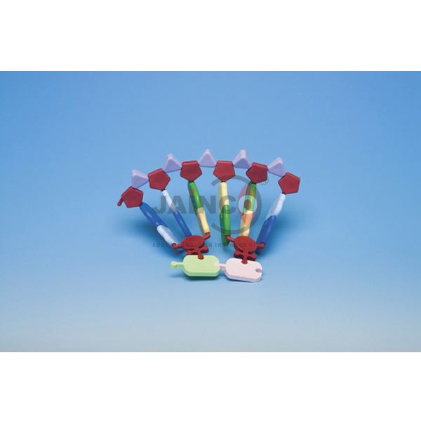 RNA 12 base Molecular Model