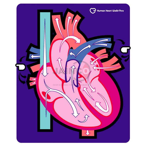 Human Heart Walk Thru