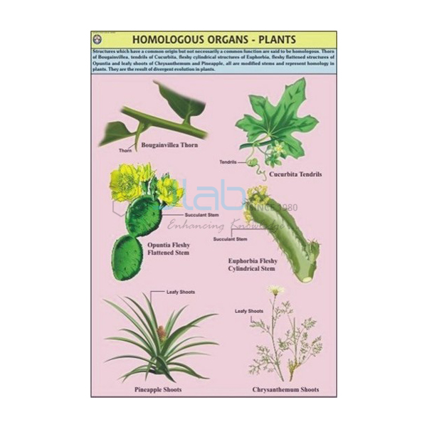 Homologous Organs