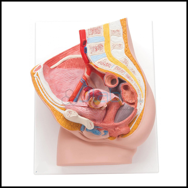 Human Female Pelvis Section