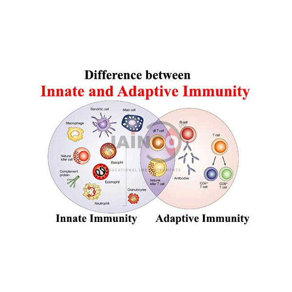 Inmate Immunity Model