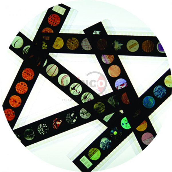 Human Reproduction Microslide