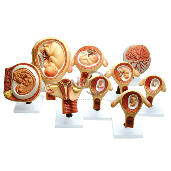 Period of Gestation Model