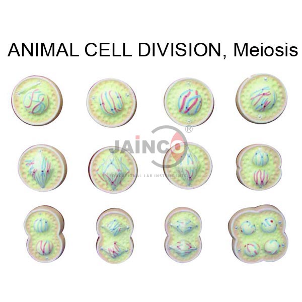 Animal Meiosis Model