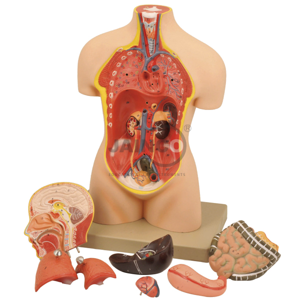 Half Size Torso Model With Head