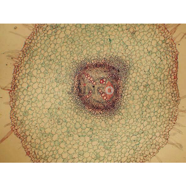 Basic Plant Anatomy Slide