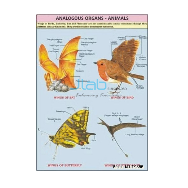 Analogous Organs
