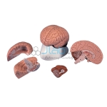 Human Brain Model