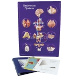 Endocrine System Model