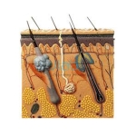 Human Skin-4 Parts