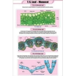 T.S Leaf - Monocot Chart