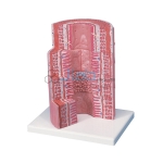Micro Anatomy, Digestive System