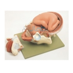 Child Birth Model