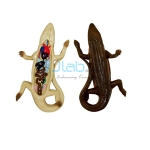 Lizard Dissection Model