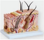 Skin Block Model
