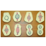 Cell Mitosis Model