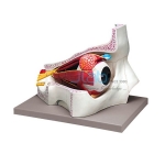 Eye in Bony Orbit
