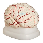 Brain with Arteries