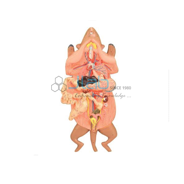 Rat Dissection
