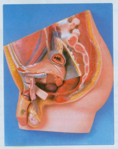 Male Reproductive System Model
