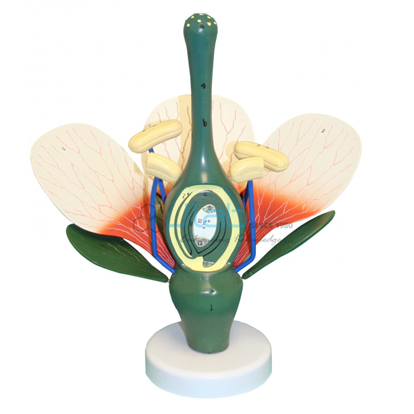 Dicot Flower Model