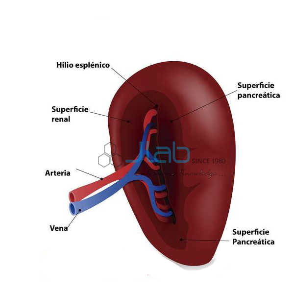 Human Spleen