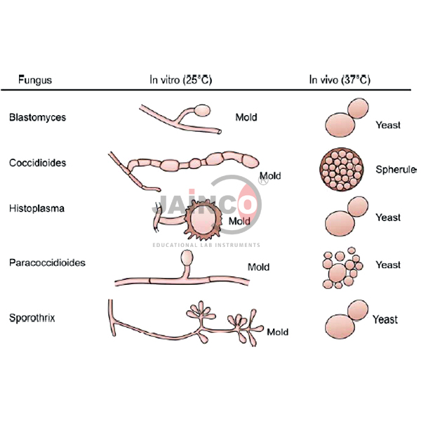 Classification of Pathogenic Fungi Model