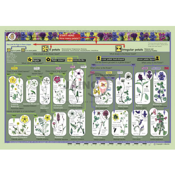 Key to Identifying Wild Flowers of Grassland