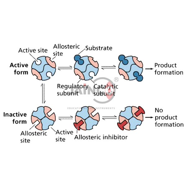 Enzymes & Reaction Model