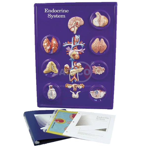 Endocrine System Model